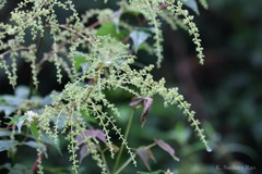 Astilbe rivularis